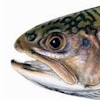 Salvelinus's Avatar